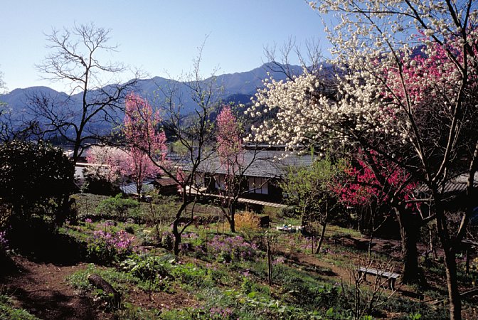 42-12 Arakawa, Chichibu, April 2001/ Bessa R Snapshot Scopar 25mm Kodak EBX